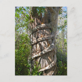 Strangler Fig, Big Cypress Sumpf, Florida Postkarte