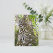 Strangler Fig, Big Cypress Sumpf, Florida Postkarte (Stehend Vorderseite)