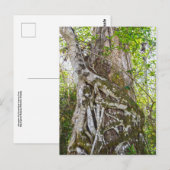 Strangler Fig, Big Cypress Sumpf, Florida Postkarte (Vorne/Hinten)