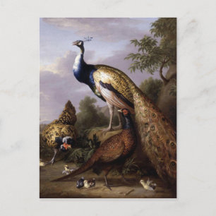 STRANOVER, Tobias Vögel Pfau Tiere vintage Postkarte