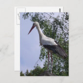 Straßburger Storchen Postkarte (Vorne/Hinten)