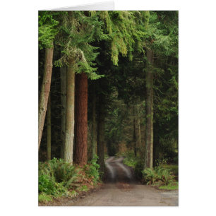 Straße gesäumt von Firs