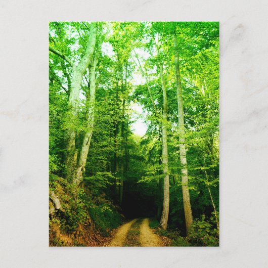 Straße in der Waldpostkarte Postkarte (Vorderseite)