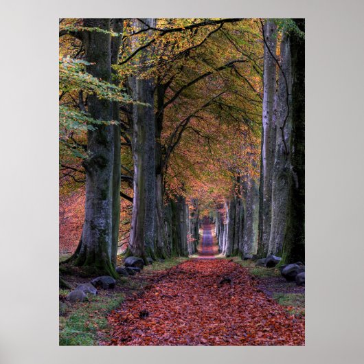 STRASSE MIT FALLENDEN BLÄTTER ZWISCHEN BÄUMEN POSTER (Vorne)