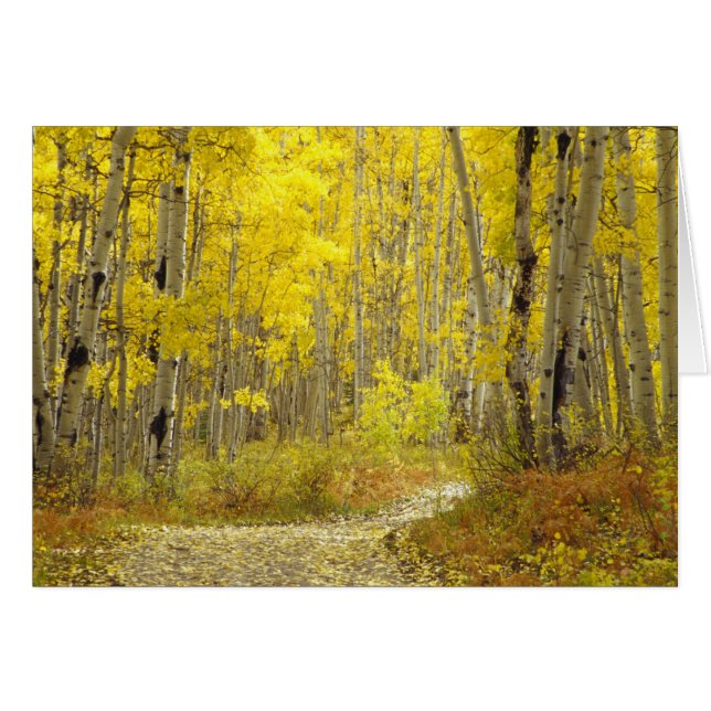 Straße mit Herbstfarben und -aspeln in Kebler 2 (Vorderseite (Horizontal))