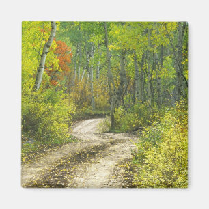 Straße mit Herbstfarben und -aspeln in Kebler Magnet