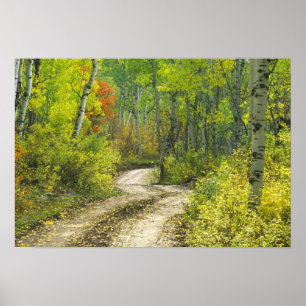 Straße mit Herbstfarben und -aspeln in Kebler Poster