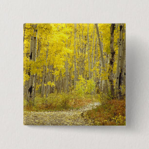 Straße mit Herbstfarben und Espen in Kebler 2 Button