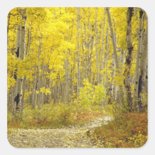 Straße mit Herbstfarben und Espen in Kebler 2 Quadratischer Aufkleber