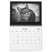Straßen-Katzen-Fotografie-Kalender 2014 Kalender (Feb 2026)