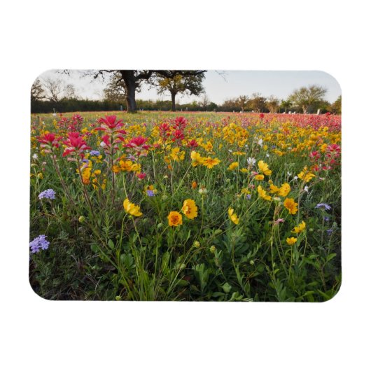 Straßenbahnlinien in Texas, Frühjahr Magnet (Horizontal)