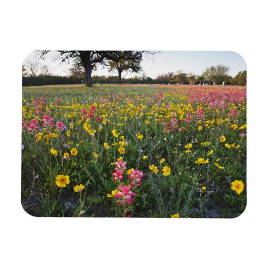 Straßenbahnlinien in Texas, Frühjahr Magnet (Horizontal)