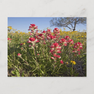 Straßenbahnlinien in Texas, Frühjahr Postkarte