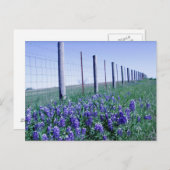 Straßenbluebonets Postkarte (Vorne/Hinten)