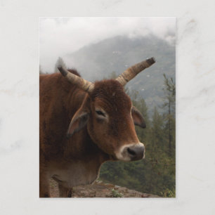 Straßenkühe Postkarte