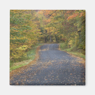 Straßenrand Herbstlaub, Süd-Vermont, USA Magnet