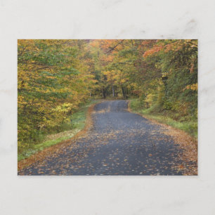 Straßenrand Herbstlaub, Süd-Vermont, USA Postkarte