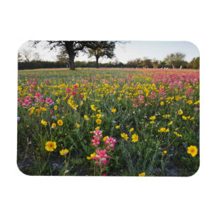 Straßenrand-Wildblumen in Texas, Frühling Magnet