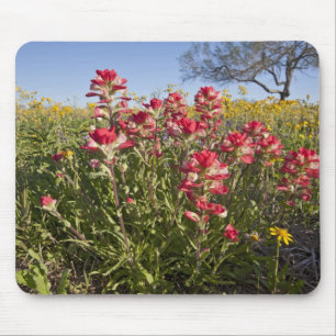 Straßenrand-Wildblumen in Texas, Frühling Mousepad