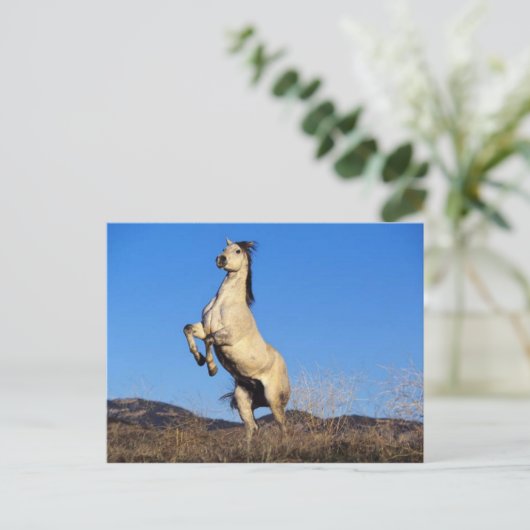 Sträubendes Pferd Postkarte (Stehend Vorderseite)