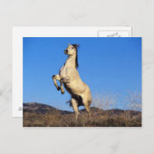 Sträubendes Pferd Postkarte (Vorne/Hinten)