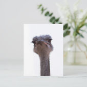 Strauß Ankündigungspostkarte (Stehend Vorderseite)