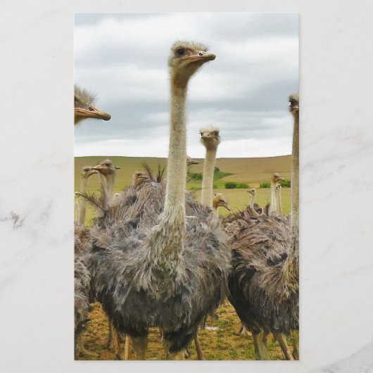 Strauß Briefpapier (Vorderseite)