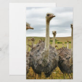 Strauß Briefpapier (Vorne/Hinten)