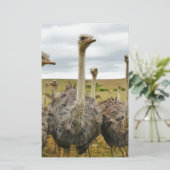 Strauß Briefpapier (Stehend Vorderseite)