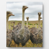 Strauß Fotoplatte (Vorderseite)