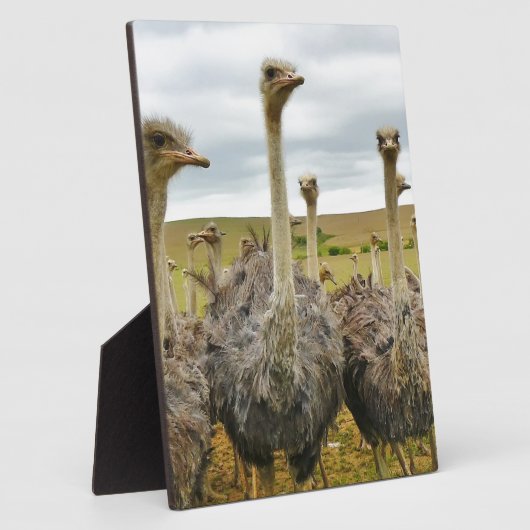 Strauß Fotoplatte (Seite)