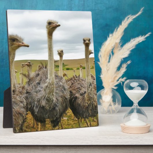 Strauß Fotoplatte (Seite)