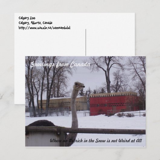 Strauß im Schnee Postkarte (Vorne/Hinten)
