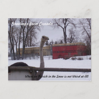 Strauß im Schnee Postkarte