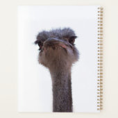 Strauß Planer (Rückseite)