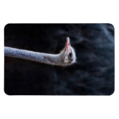 Strauß Portrait Magnet (Horizontal)