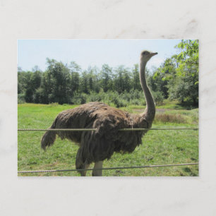 Strauß Postkarte