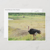 Strauß Postkarte (Vorne/Hinten)