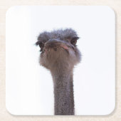 Strauß Rechteckiger Pappuntersetzer (Vorderseite)