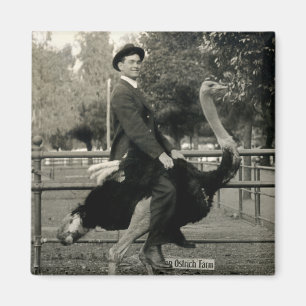 Strauß-Reiten 1910 Magnet