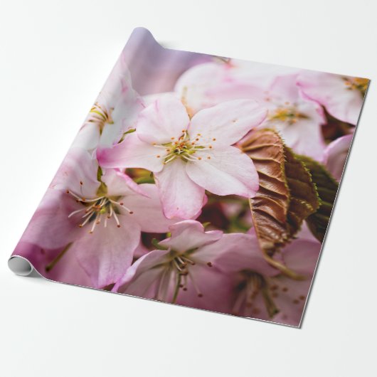 Strauß rosa Sakura gegen den rosa Hintergrund Geschenkpapier (Ungerollt)