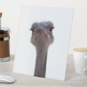 Strauß Sockelschild (In Situ)