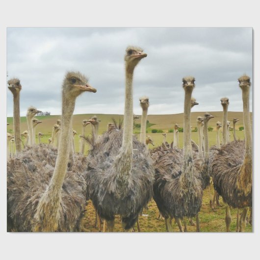 Strauß-Vogel Geschenkpapier (Flach)