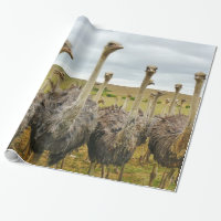 Strauß-Vogel
