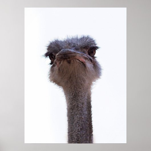 Strauß Vogel Poster (Vorne)