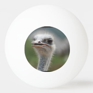 Strauß-Vogel Tischtennisball