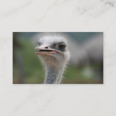 Strauß-Vogel Visitenkarte (Rückseite)