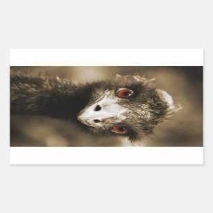 Strauße Aussehen Aufkleber