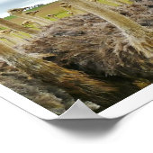 Strauße in einem Feld Poster (Ecke)