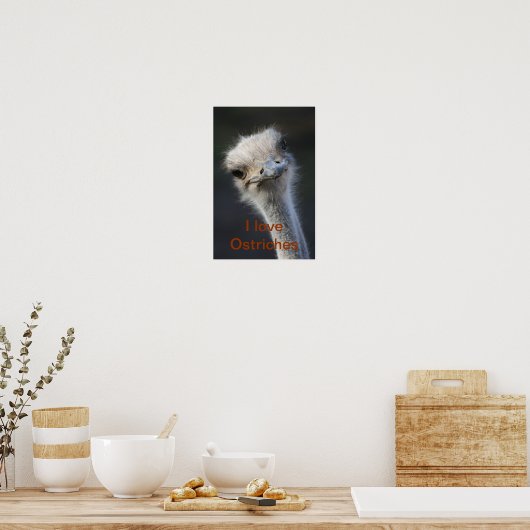Strauße Poster (Küche)